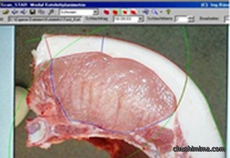胴体肉质眼肌面积分析系统